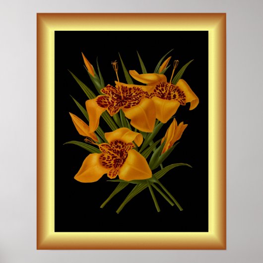 Tigridia Conchiplora Var Canariensis ~植物学 ポスター (正面)