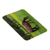 Tihuta Pass, Horse in Pasture マグネット (右側)