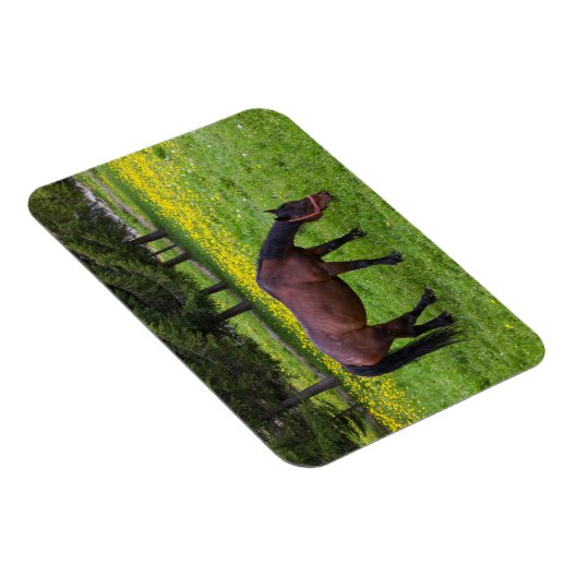 Tihuta Pass, Horse in Pasture マグネット (右側)