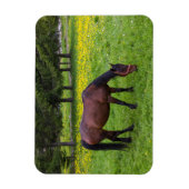 Tihuta Pass, Horse in Pasture マグネット (縦)