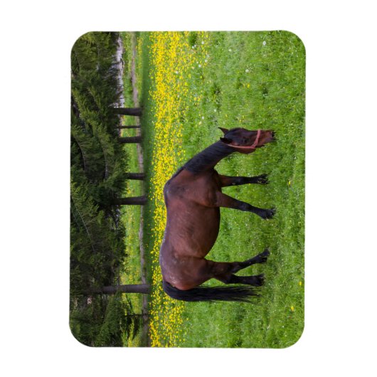 Tihuta Pass, Horse in Pasture マグネット (縦)