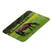 Tihuta Pass, Horse in Pasture マグネット (左側)