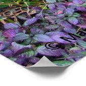 Tiki in the Garden ポスター (角)