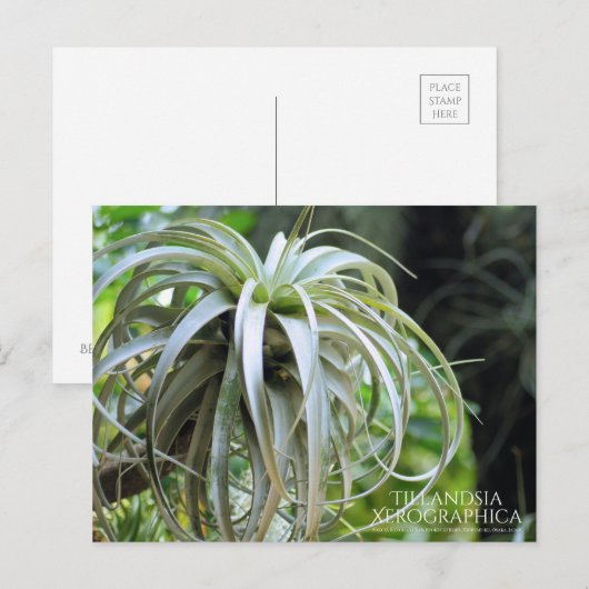 Tilandsia Xerographica ：はがき ポストカード (正面/裏面)