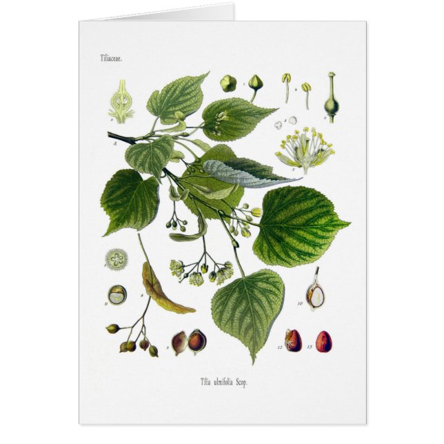 tiliaのulmifolia (正面)
