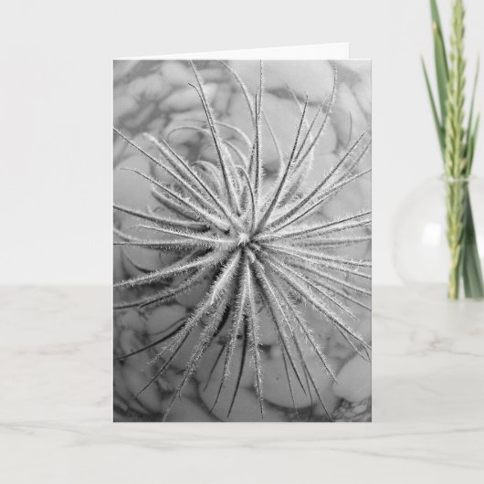 Tillandsia tectorum カード (正面)
