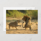 Timbavati River, Kruger National Park, Limpopo ポストカード (正面/裏面)