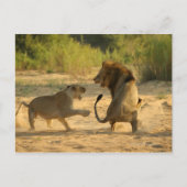 Timbavati River, Kruger National Park, Limpopo ポストカード (正面)