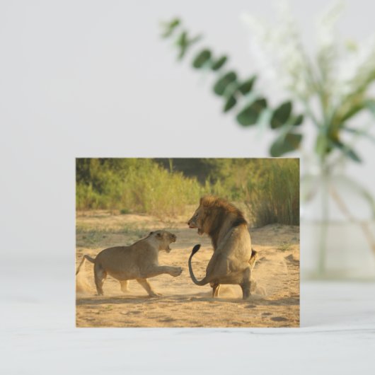 Timbavati River, Kruger National Park, Limpopo ポストカード (スタンド正面)