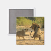 Timbavati River, Kruger National Park, Limpopo マグネット (正面/裏面)
