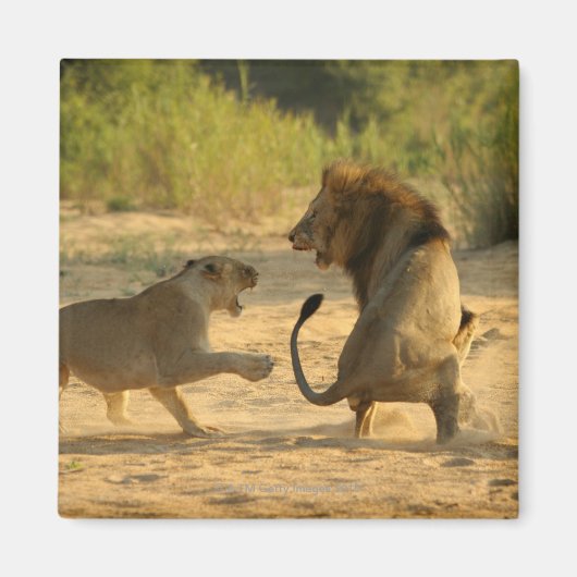 Timbavati River, Kruger National Park, Limpopo マグネット (正面)