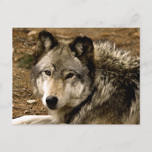 Timber Wolf 1630ポストカード ポストカード (正面)