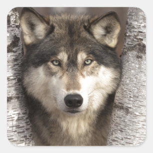 Timber wolf by Jim Zuckerman スクエアシール