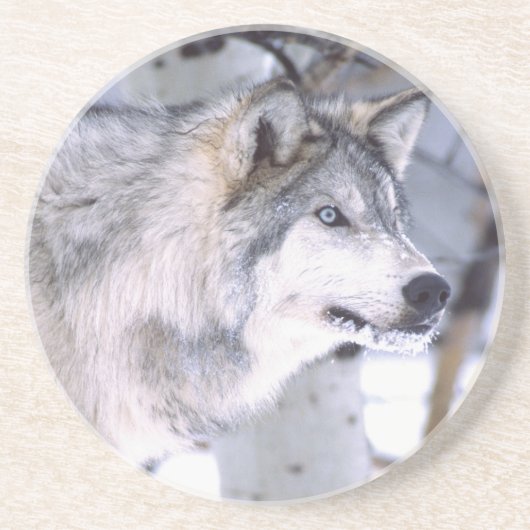 Timber Wolf, Canis lupus, Movie Animal Utah) コースター (正面)