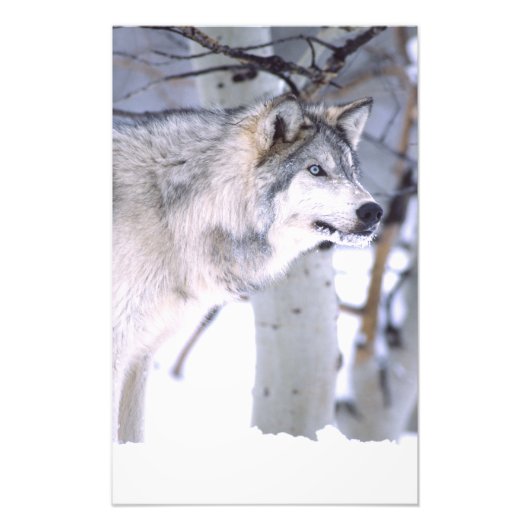 Timber Wolf, Canis lupus, Movie Animal Utah) フォトプリント (正面)