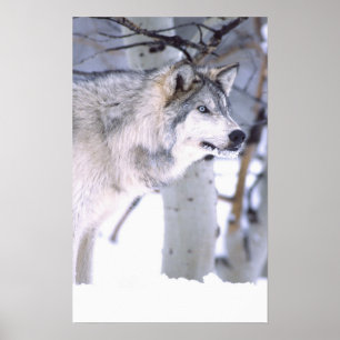Timber Wolf, Canis lupus, Movie Animal Utah) ポスター