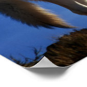 Timber Wolf in Montana - Big Sky Country ポスター (角)