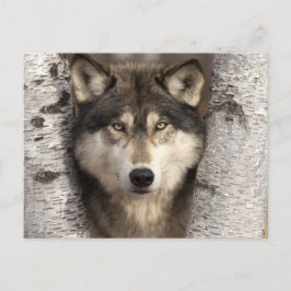 Timber Wolf/Jim Zuckerman著 ポストカード