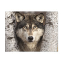 Timber Wolf/Jim Zuckerman著