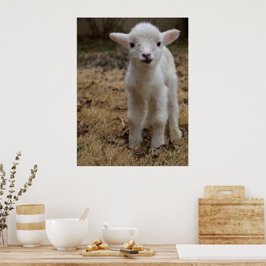 Timmy the Lamb Poster ポスター (キッチン)