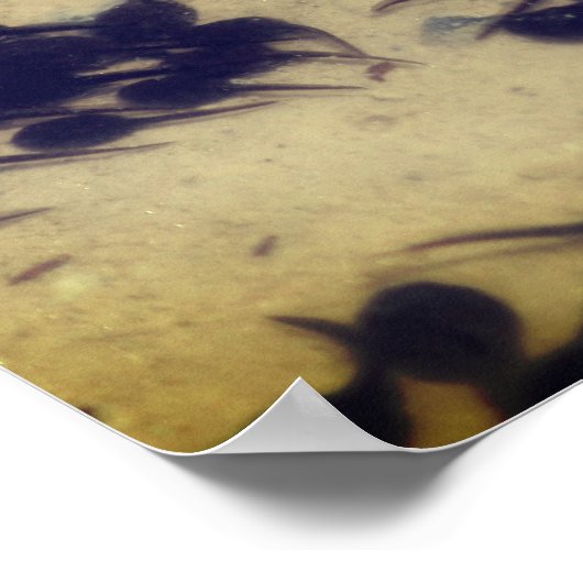 Tiny Black Toad Tadpoles Nature  ポスター (角)