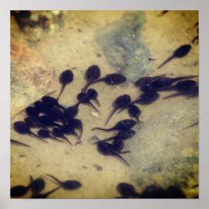 Tiny Black Toad Tadpoles Nature  ポスター
