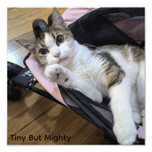 Tiny But Mighty 猫のアートプリント - デインティドール フォトプリント