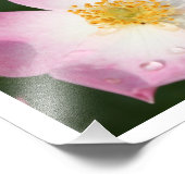 Tiny Dancer - Ballerinaバラ写真 フォトプリント (角)