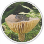 Tiny Toad on a Mini Mushroom with Ferns シール (正面)