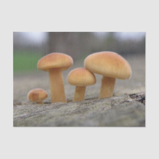 Tiny Toadstoolsマクロティッシュペーパー 薄葉紙 (正面)