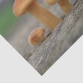 Tiny Toadstoolsマクロティッシュペーパー 薄葉紙 (詳細)