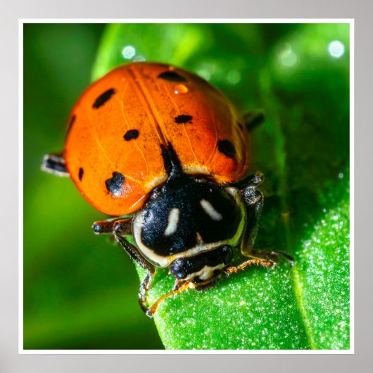 Tiny Traveler: Ladybug on a Leaf ポスター (正面)