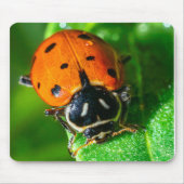Tiny Traveler: Ladybug on a Leaf マウスパッド (正面)