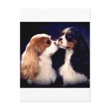 Tippyフリート街の新星