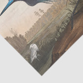 Tissue Paper 薄葉紙 (詳細)