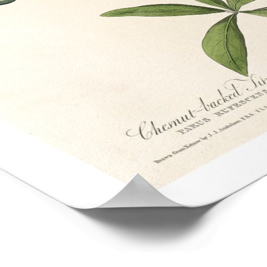 Titmouse by Audubon Poster ポスター (角)