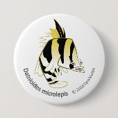 TM12 Dathioides microlepis 缶バッジ (正面)