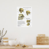 TMJ関節症候群解剖学用ポスター ポスター (キッチン)