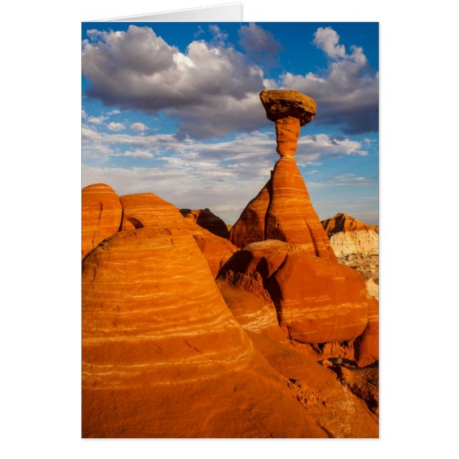 Toadstoolの午後 (正面)