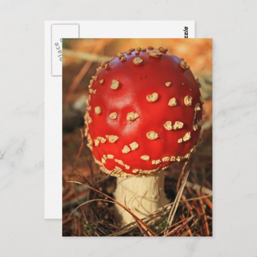 Toadstootはがき ポストカード (正面/裏面)