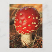 Toadstootはがき ポストカード (正面)