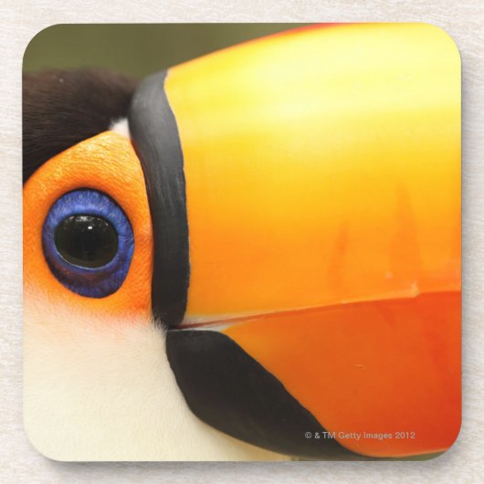 Toco Toucan (Ramphastosのtoco)は最も大きいです コースター (正面)