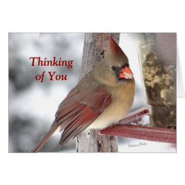 TofY （鳥）ショウジョウコウカンチョウ6649 -カスタマイズ