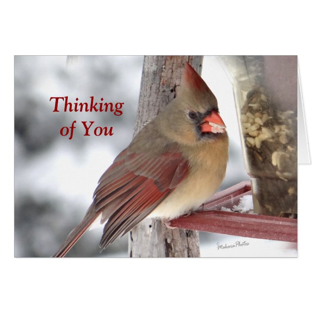 TofY （鳥）ショウジョウコウカンチョウ6649 -カスタマイズ (正面横)