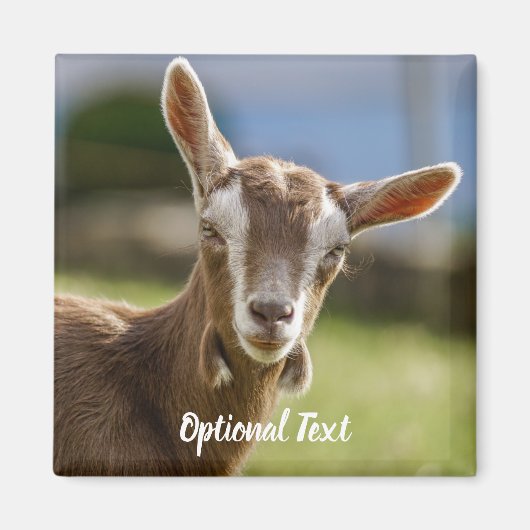 Toggenburg Dairy Goat Kid マグネット (正面)