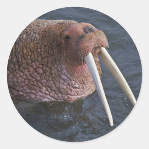Togiakの国民の野生生物の保護区のセイウチ ラウンドシール
