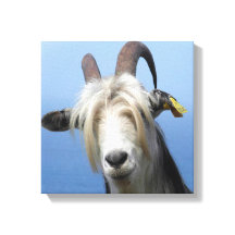 Toile chèvre