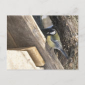 tomtit_1 ポストカード (正面)