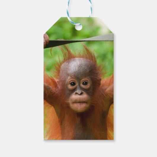 Too Cute to Handle – Little Orangutan ギフトタグ (正面)