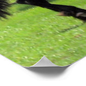 TopHatFriesians.com ポスター (角)